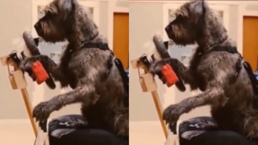 VIDEO: Perrito aprende a manejar un auto en sólo 47 días; así se ve