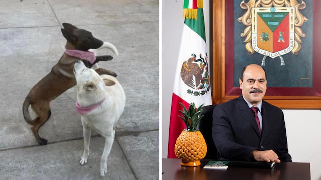 Alcalde de Tangancícuaro es acusado de matar a los perritos Buba y Canela