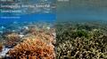 Científico advirtió en la BUAP que los arrecifes en México están en riesgo por la ola de calor