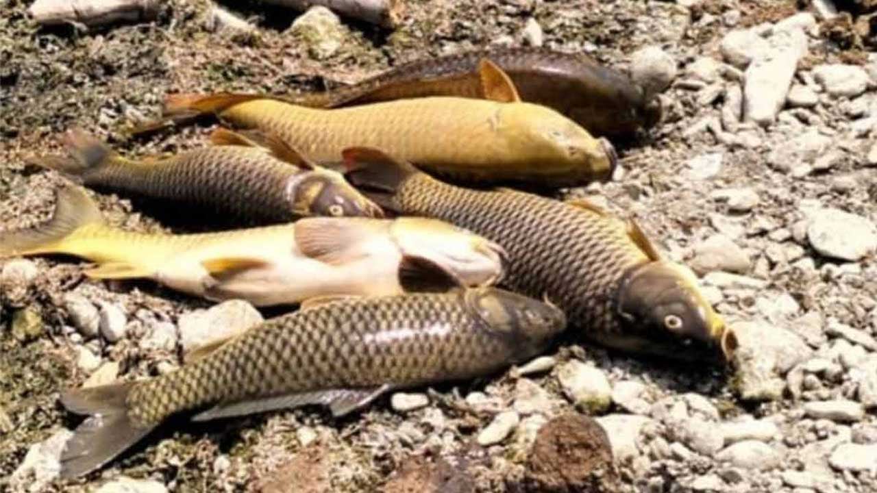 Huasteca de Hidalgo preocupa por decenas de peces muertos