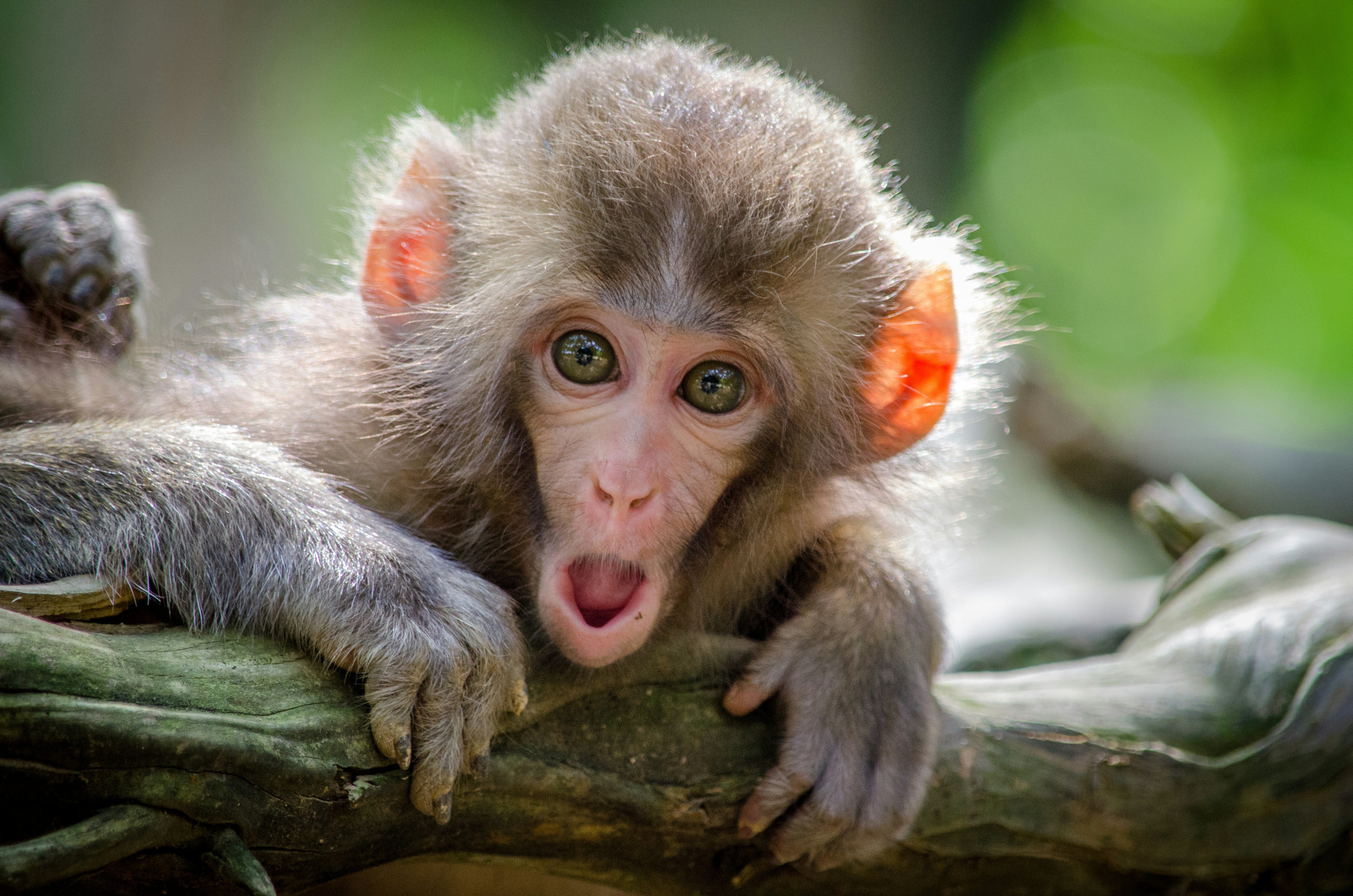 Este 14 de diciembre es el Día Mundial del Mono