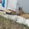 Ola de calor ya cobró una víctima: perrito muere por estar amarrado y expuesto al sol en Yucatán