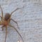 Araña violinista: Qué pasa si te pica y cómo saber que hay una en tu casa