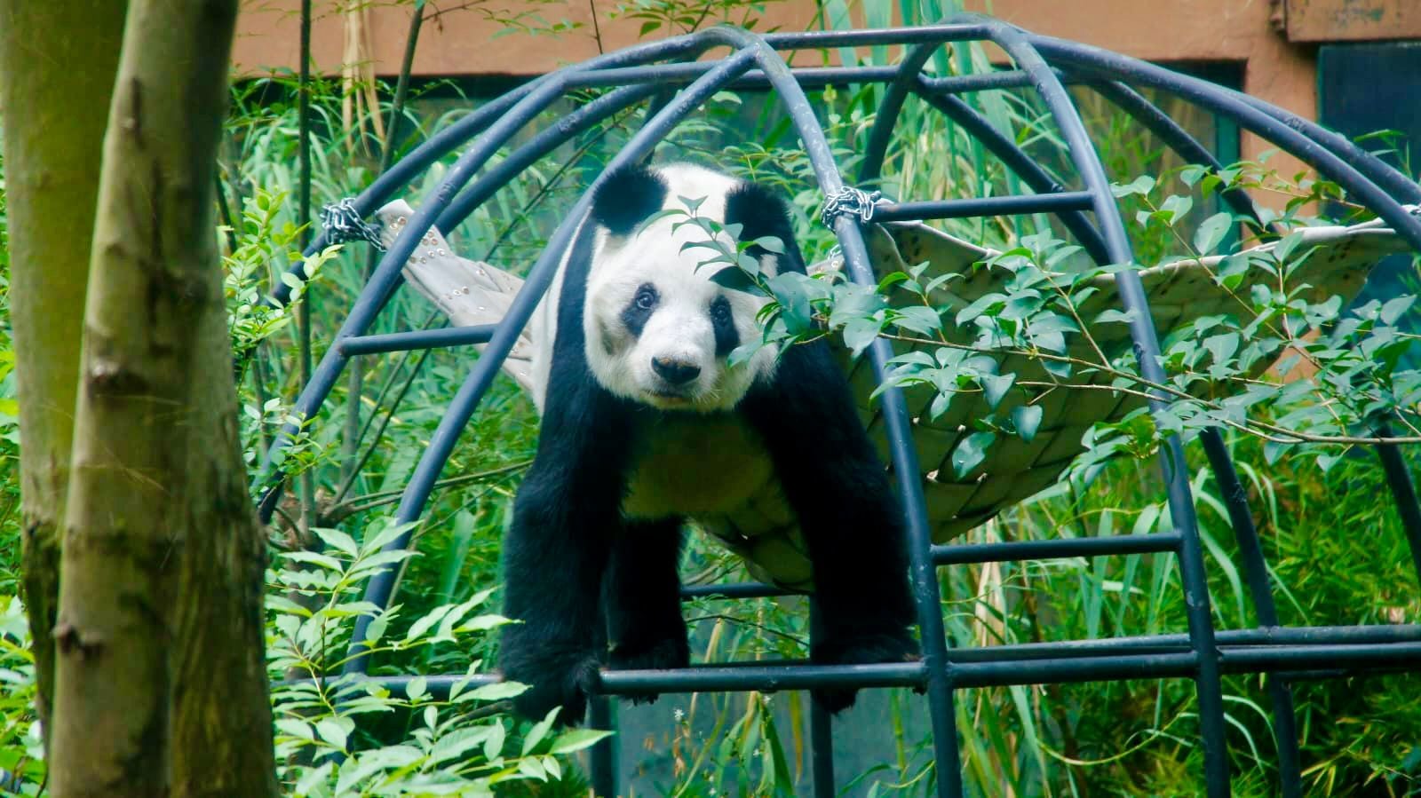 Xin Xin ha superado la esperanza de vida para un panda gigante