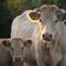 Vacas con gripe aviar: Lo que se sabe del fenómeno que azota a Texas