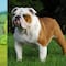 ¿Cómo son los bulldog? 6 características que definen a la raza de Rubble, cachorro de Paw Patrol