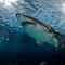¿Tiburones adictos a la cocaína? Los científicos están preocupados por su extraño comportamiento