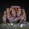 Esto mide el fósil de araña gigante que fue encontrado en Australia