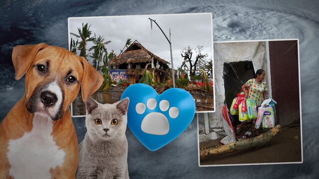 Centros de acopio para ayudar a los animales y mascotas damnificados en Acapulco