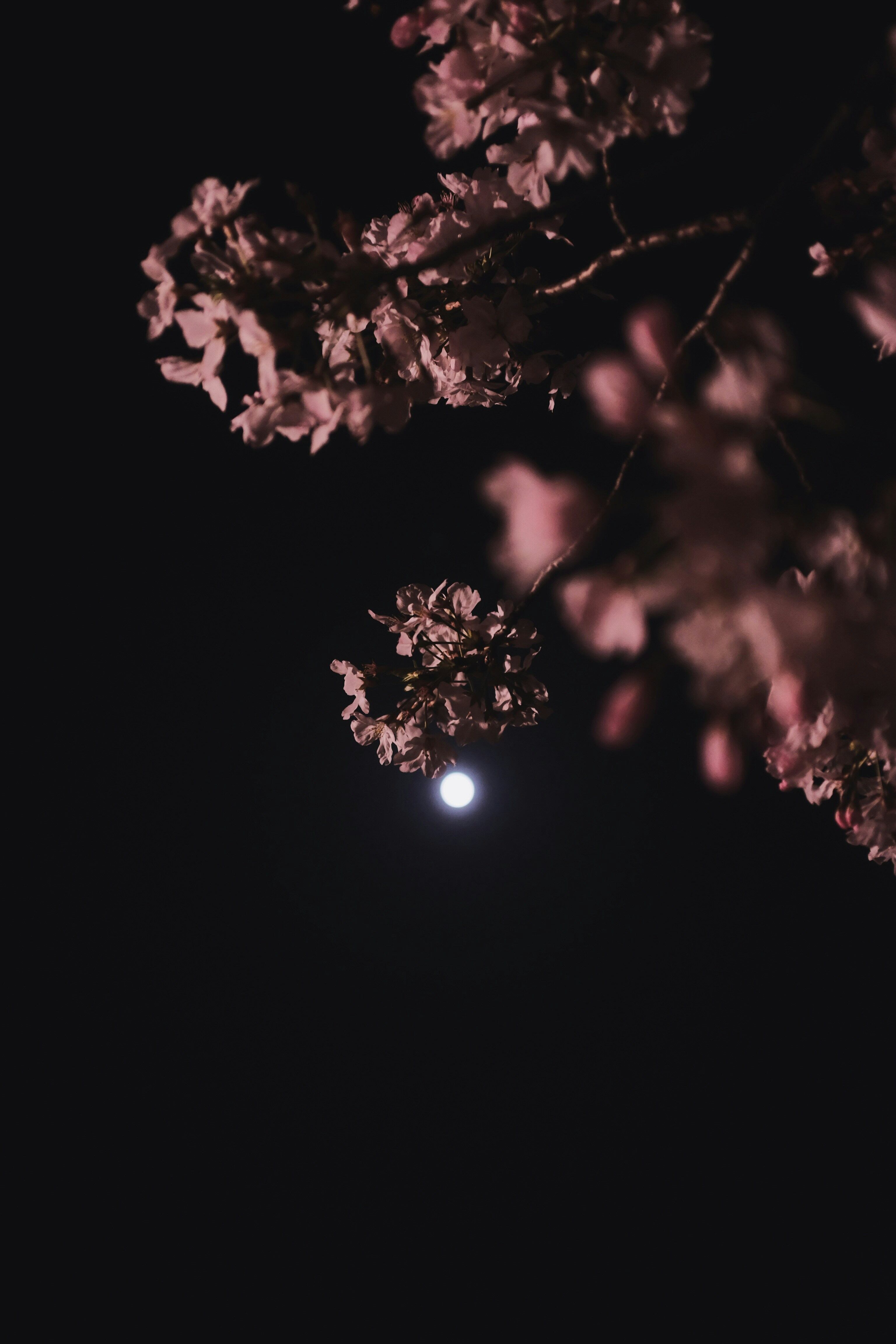 Luna de Flores