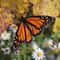 Mariposa monarca entra a la “lista roja” de especies en peligro de extinción