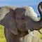 Elefante mata a su cuidador en zoológico de España