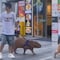 VIDEO: Joven paseando a su capibara es lo más bonito que verás hoy porque hasta correa le puso