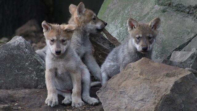 Cachorros de lobo mexicano nacen en el Zoológico de Chapultepec