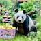 ¿Quién es Xin Xin? Todo sobre la panda gigante de Chapultepec que celebra 34 años