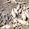 ¿Qué pasó en la Laguna de Bustillos en Chihuahua? Miles de peces aparecen muertos por la sequía