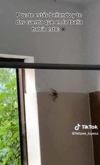 Encuentra araña en su baño