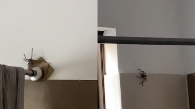 Encuentra araña en su baño