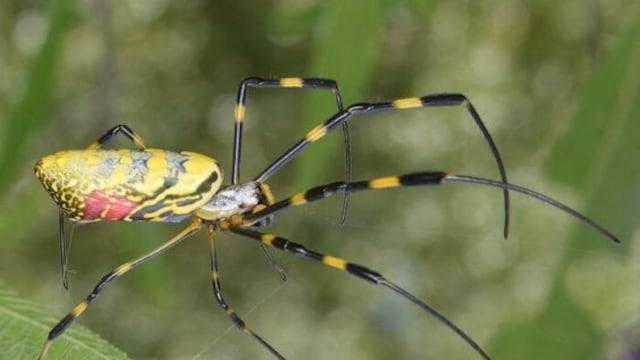 ¿La araña joro es venenosa? Voladora y gigante causa terror en este lugar