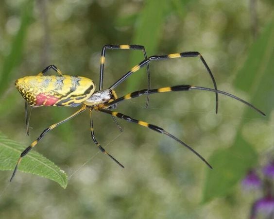 ¿La araña joro es venenosa? Voladora y gigante causa terror en este lugar