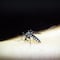 ¿Invasión de mosquitos? Su resistencia a insecticidas pone en peligro a la humanidad