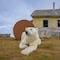 ¿Osos polares comunistas? Invadieron un antiguo y abandonado pueblo en Rusia