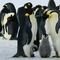 Hay más pingüinos emperador de lo que se pensaba