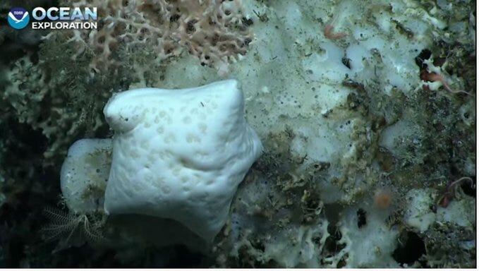 Estrella de mar Chondraster comiendo una esponja marina