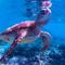 Día Mundial de las Tortugas Marinas: 10 curiosidades de la especie en peligro de extinción
