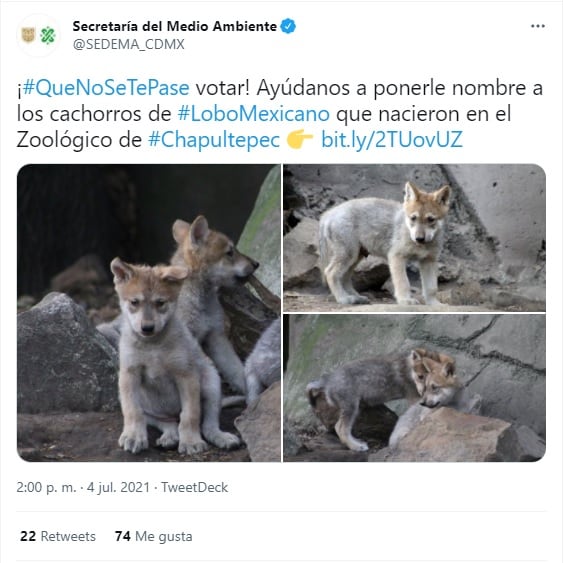 Cachorros de lobo mexicano nacen en el Zoológico de Chapultepec