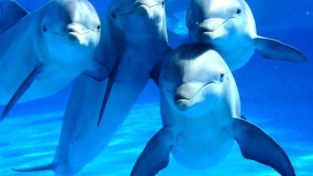 Los delfines machos participan en actos de agresión por la competencia de las hembras.