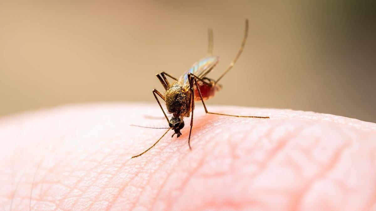 ¿Por qué el jabón para manos atrae a los mosquitos?
