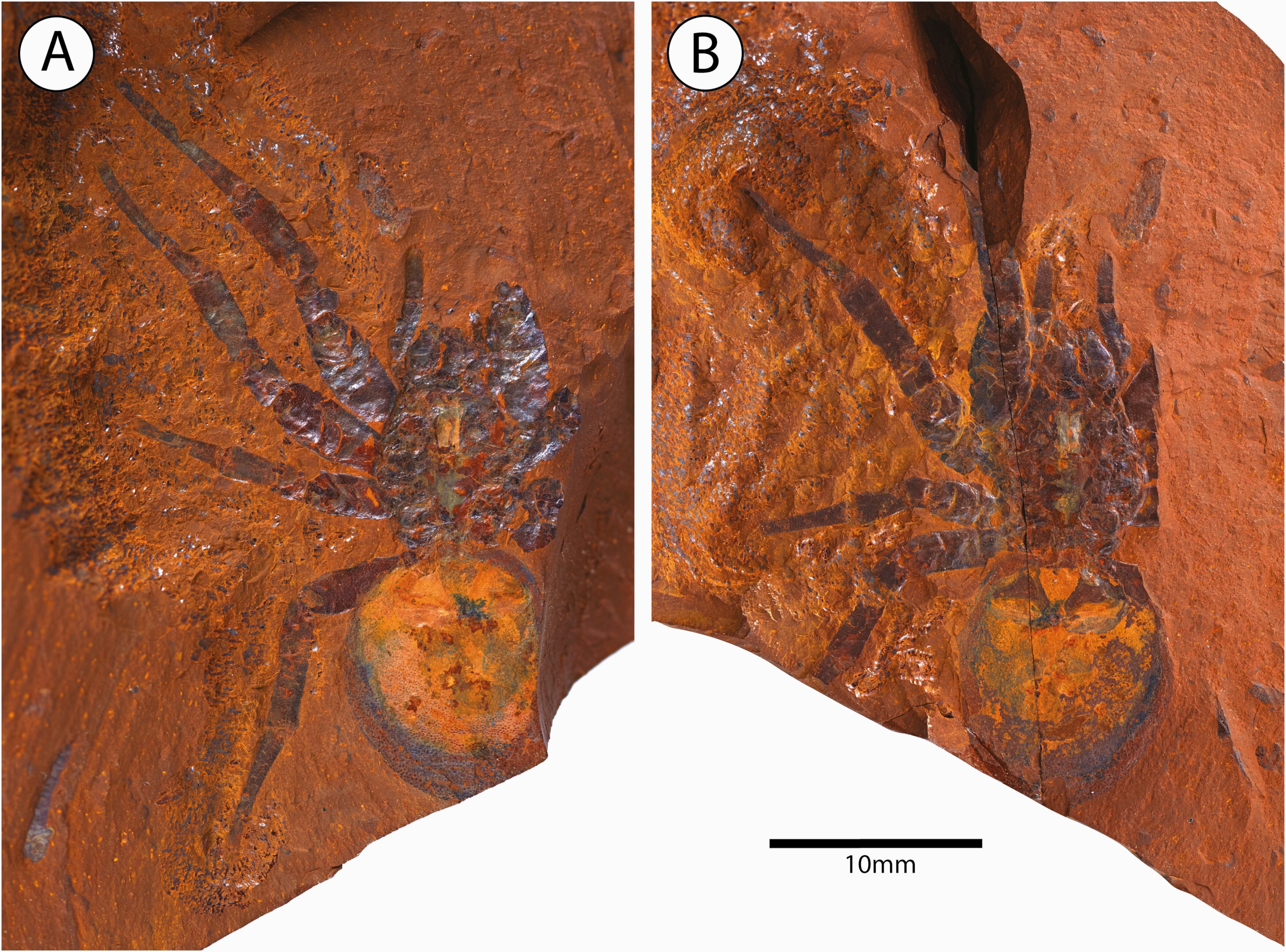 Fósil de araña gigante en Australia
