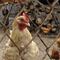 El sorprendente síntoma de la gripe aviar que padeció un granjero de Texas