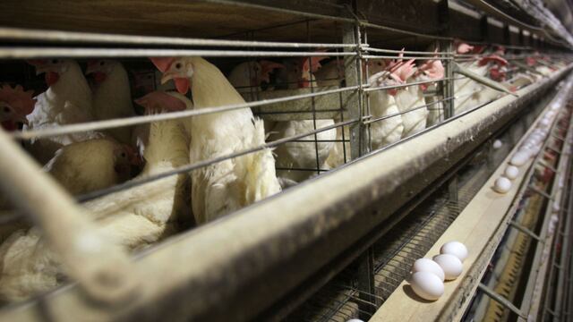 Gripe aviar fue detectada en humanos en India
