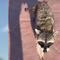 VIDEO: Un mapache casi le roba el celular y las pruebas del momento están en TikTok
