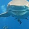 VIDEO: ¿Es Bruce? Un tiburón sonriente se acerca a ella y TikTok se olvida de lo espeluznante