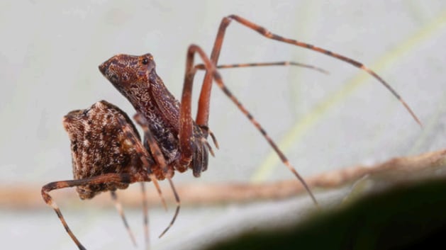 ¿Araña asesina? Nueva especie con patas en forma de lanza fue descubierta en Australia