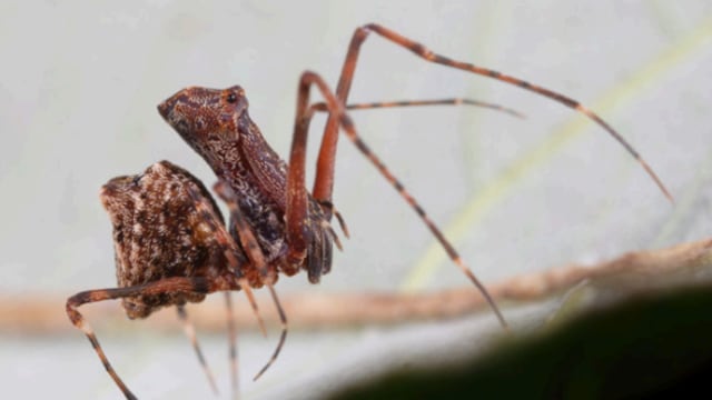 Nueva araña descubierta en Australia