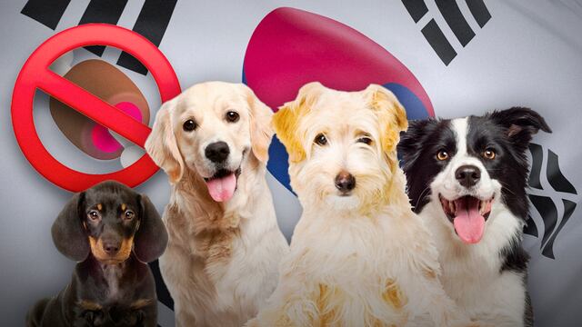 En Corea del Sur prohíben el consumo humano de carne de perro