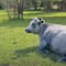 Las vacas azules de Letonia ya son un “orgullo nacional”