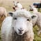 Unas ovejas se comieron más de 200 kilos de marihuana y esto fue lo que las delató