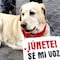 ”Huellitas”: Joven que mató a perrito recibirá atención psicológica en libertad, prevé Fiscalía de Puebla