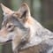 Lobos grises mexicanos: Trasladarán a manada al rancho "Ladder Ranch" en Nuevo México