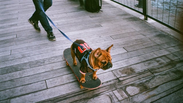 Este 21 de junio se celebra el Día de llevar a tu perro al trabajo, Día mundial del Skate, el Día de la Selfie y el solsticio de verano
