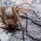 12 síntomas para identificar la picadura de una araña violinista