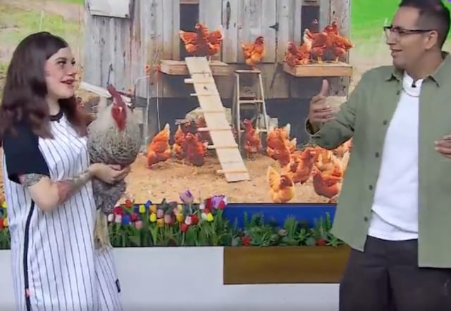 VIDEO: El día que un gallo cantó reguetón en vivo en Venga la Alegría y ...