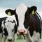 OMS Gripe Aviar: virus fue encontrado en vacas de Estados Unidos