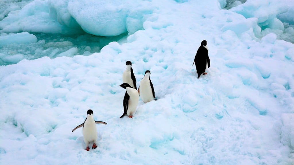 Pingüinos  en la Antártida