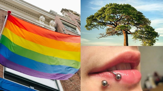 Hoy 28 de junio se celebra el Día del Orgullo LGBT, el Día Mundial del Árbol y el Día Internacional del Piercing Corporal